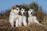 ALASKAN MALAMUTE 440